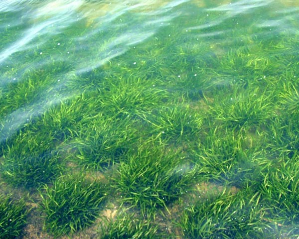 矮生枯藻