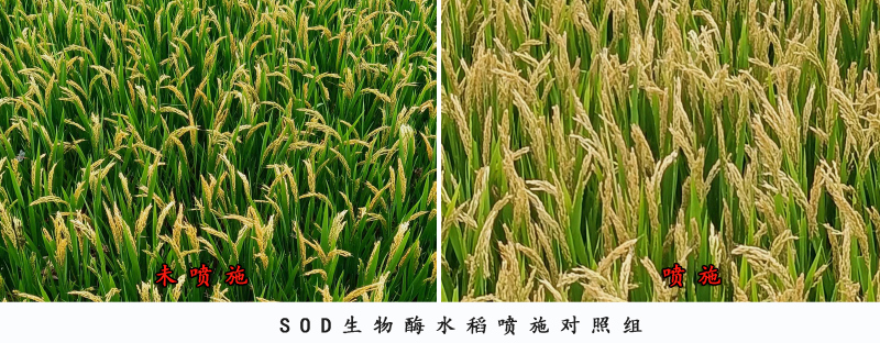 SOD生物酶水稻喷施对照组