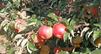 内蒙古巴彦卓尔临河区新华镇东方红村种植苹果反馈