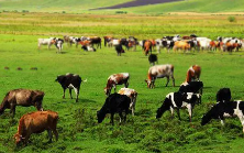 畜牧业的介绍