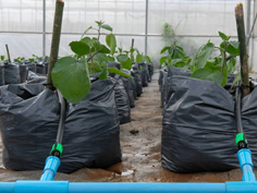 自动化灌溉水肥一体机,滴灌带,果树滴灌,浅埋滴灌,喷灌