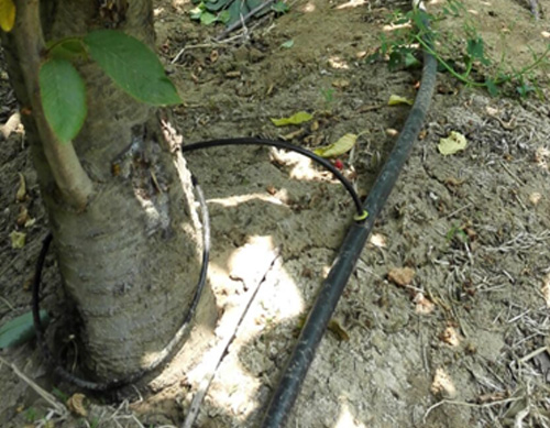河南櫻桃果樹滴灌水肥一體化，果樹微滴噴灌技術