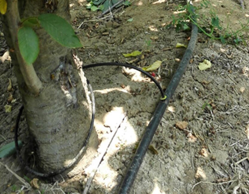 河南櫻桃果樹滴灌水肥一體化，果樹微滴噴灌技術