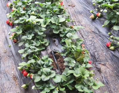 溫室草莓膜下滴灌