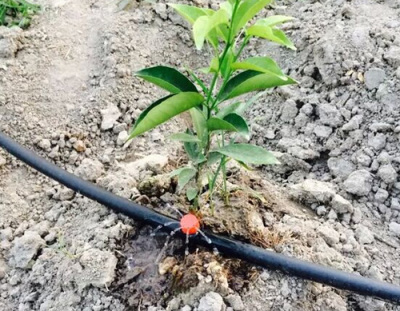 柑橘滴灌水肥一體化項目，節水灌溉項目
