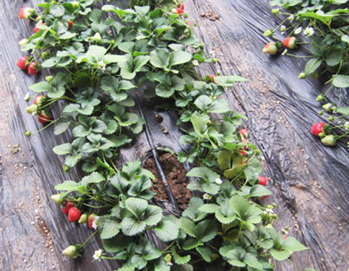 温室草莓膜下滴灌
